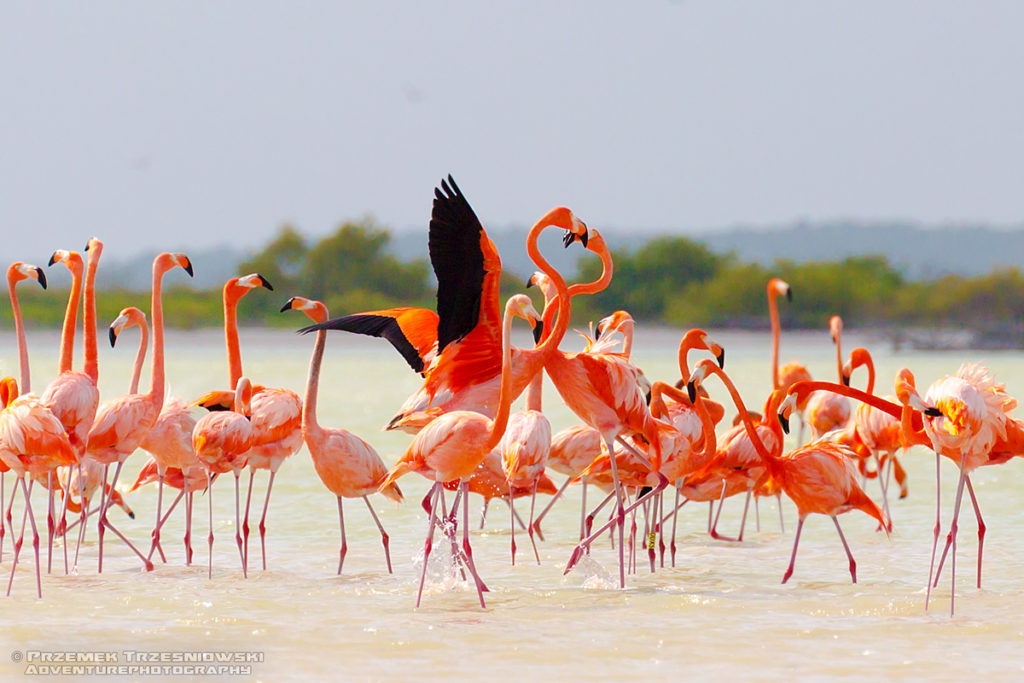 Północne Niziny Majów i Flamingi w Ria Lagartos