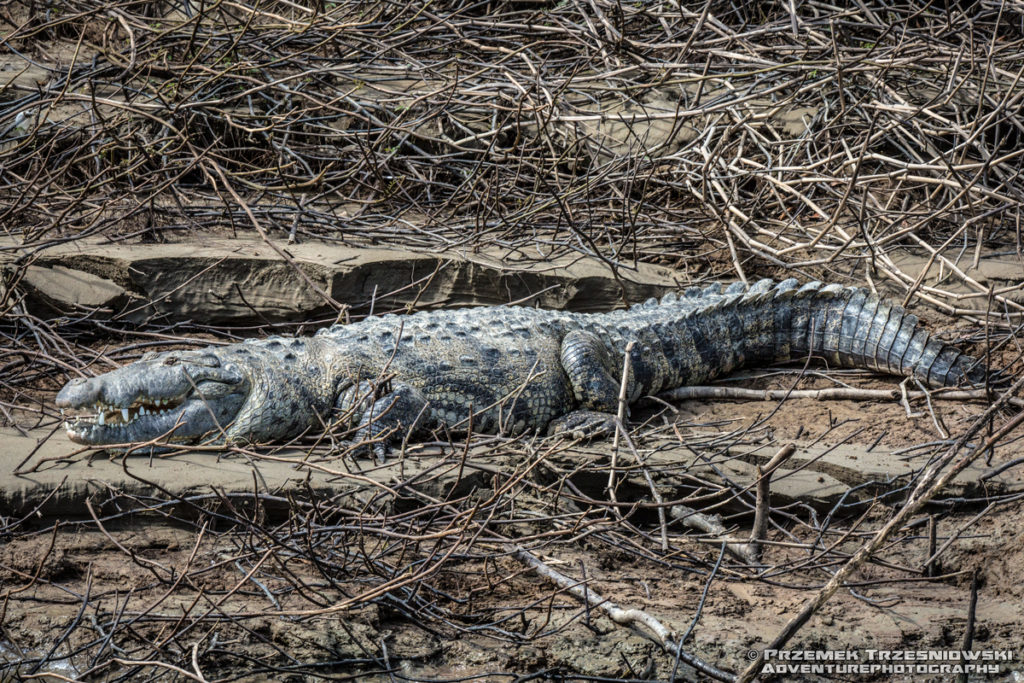 Krokodyl Crocodulus moreletii