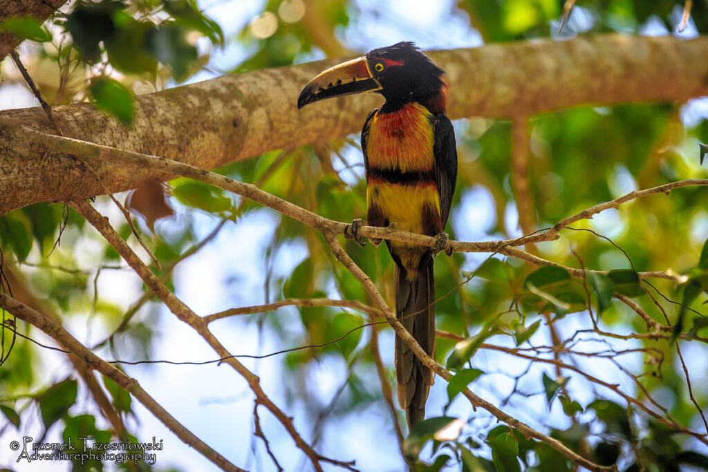 tukan arasari obrozny pteroglossus torquatus ptak bird toucan tucancillo collarejo collared aracari bacalar