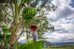 Salwador-2105151553-banana
