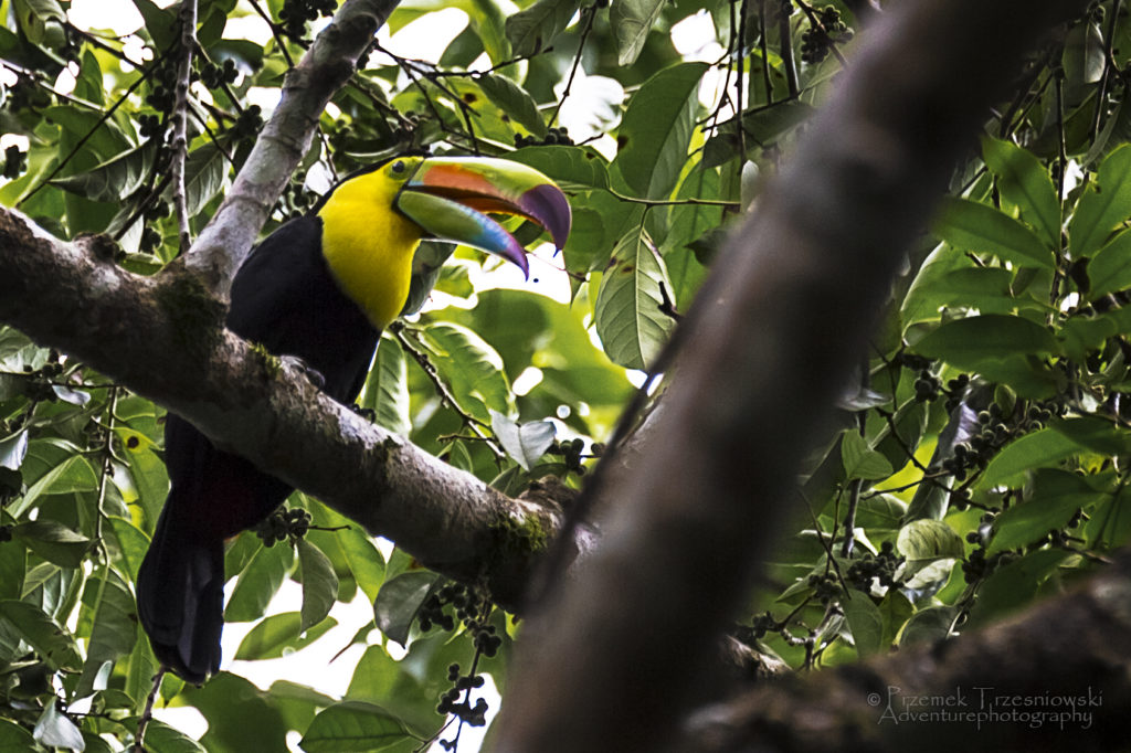 tukan toucan ptak bird teczodzioby Ramphastos sulfuratus