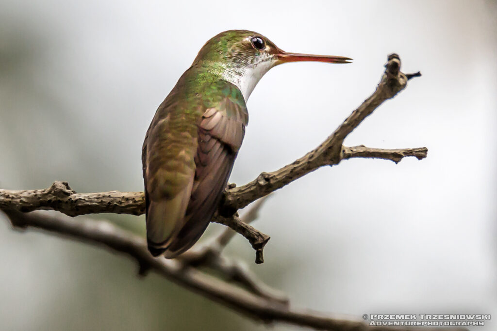 koliber Chlorestes candida Calakmul Campeche Jukatan Meksyk Mexico ptak bird colibri  white-bellied emerald hummingbird