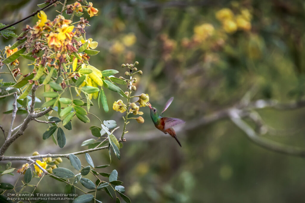 koliber Amazilia yucatanensis Calakmul Campeche Jukatan Meksyk Mexico ptak bird colibri hummingbird buff-bellied hummingbird