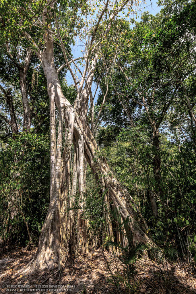 matapalo fikus figowiec bastard tree Campeche Jukatan Meksyk Calakmul