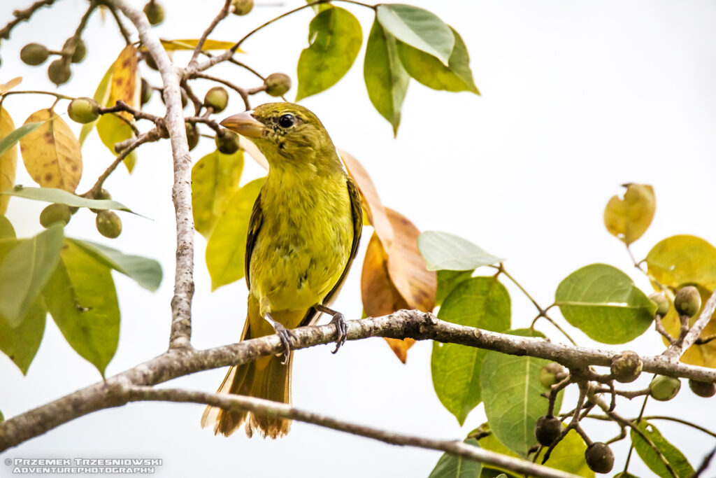 Piranga rubra Calakmul Campeche Jukatan Meksyk Mexico ptak bird summer tanager