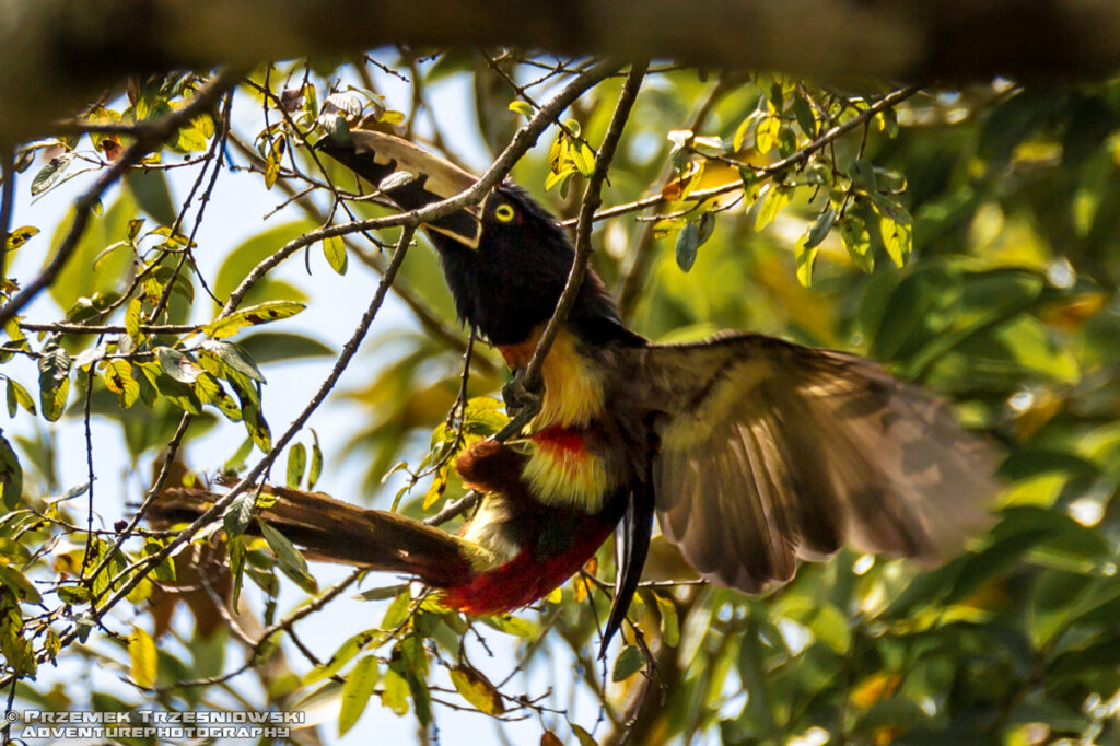 tukan arasari obrozny Pteroglossus torquatus Calakmul Campeche Jukatan Meksyk Mexico ptak bird collared aracari