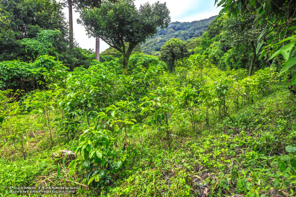 kawa coffee uprawa agriculture Santa Ana El Salvador Salwador