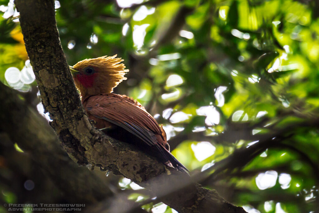 Dzięcioł jasnogłowy Celeus castaneus chestnut-colored woodpecker carpintero castaño