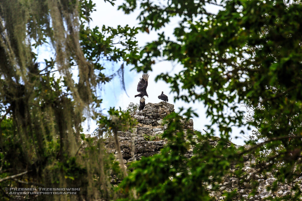 coba iglesia piramida pyramid maya meksyk mexico jukatan yucatan sep sepnik kondor vulture ptak bird