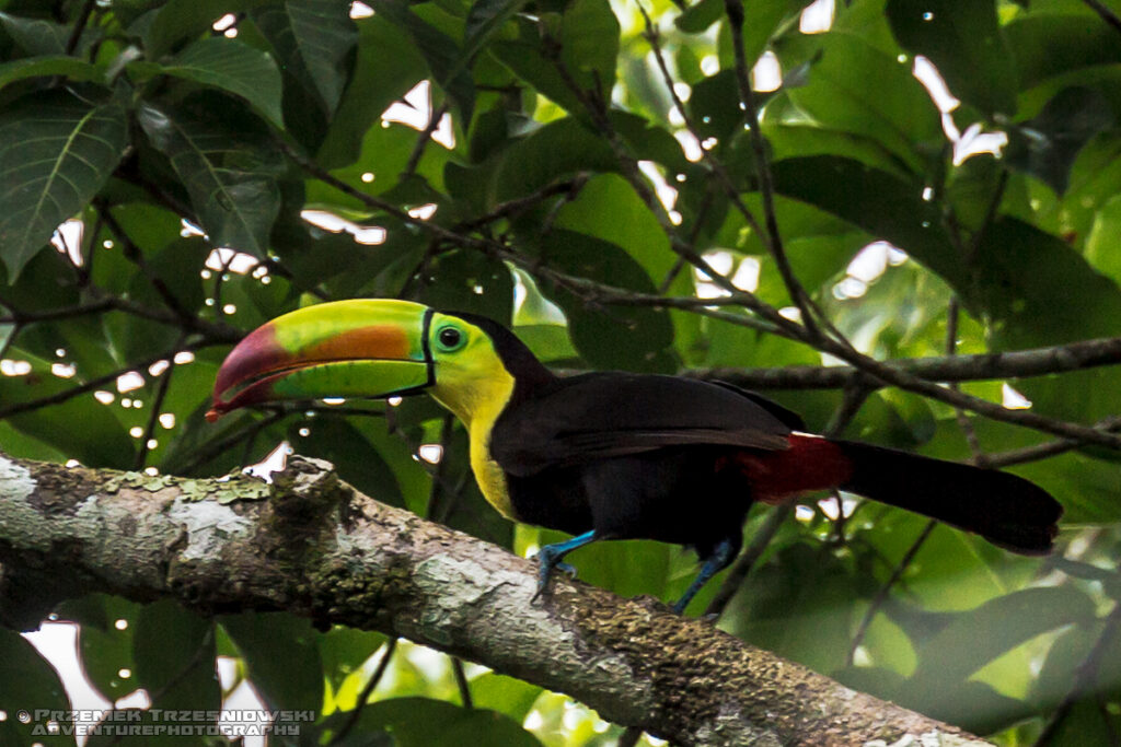 tukan teczodzioby Ramphastos sulfuratus ptak bird toucan Meksyk Jukatan Campeche