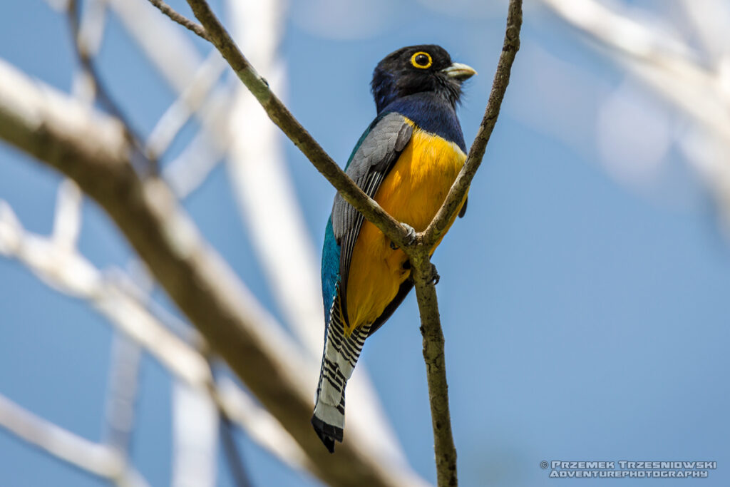 trogon caligatus ptak jukatan meksyk bird yucatan mexico