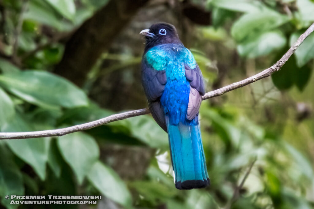 trogon ptak jukatan meksyk bird yucatan mexico