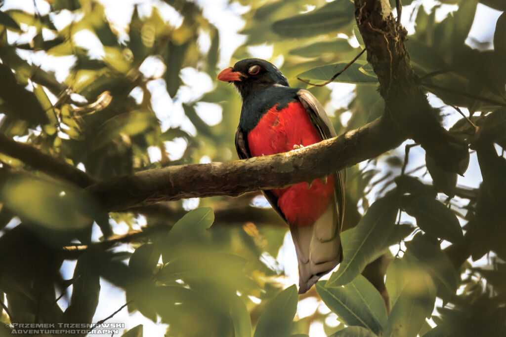 trogon ptak jukatan meksyk bird yucatan mexico