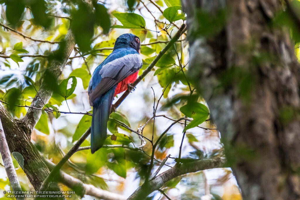 trogon krasnodzioby massena ptak bird quetzal kwezal gwatemala guatemala peten