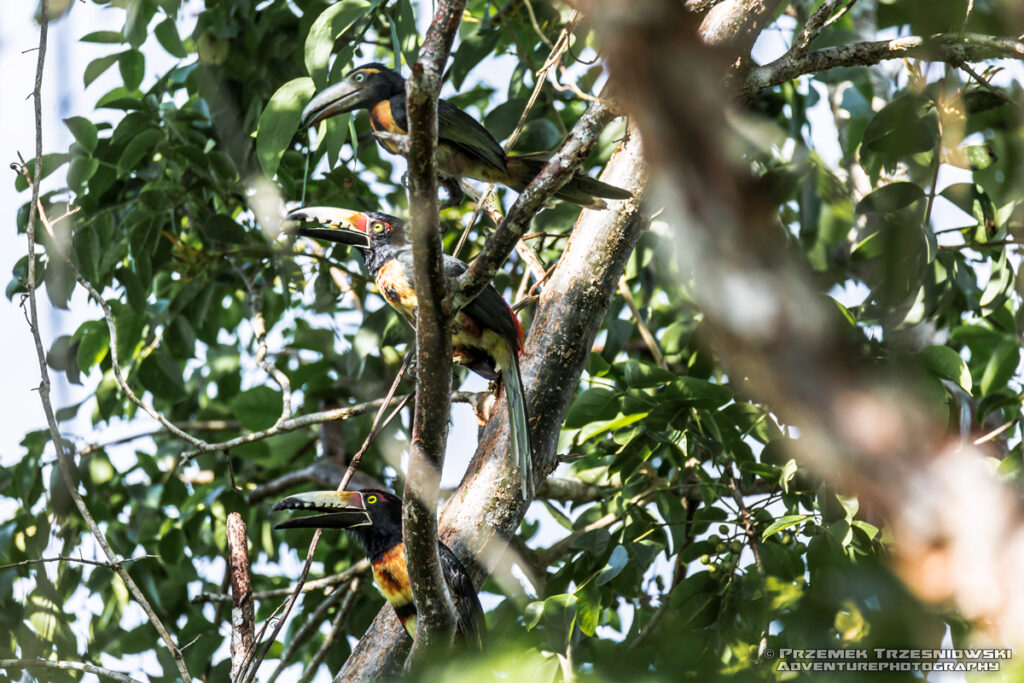 tukan toucan bird ptak arasari obrozny pteroglossus torquatus juvenile meksyk jukatan campeche yucatan