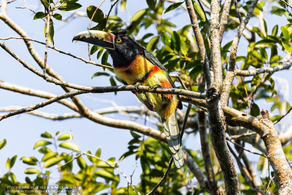 tukan toucan bird ptak arasari obrozny pteroglossus torquatus meksyk jukatan yucatan