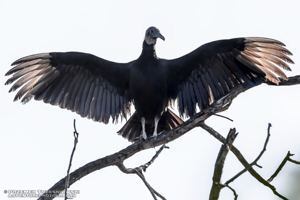 sepnik sep kondor ptak bird urubu