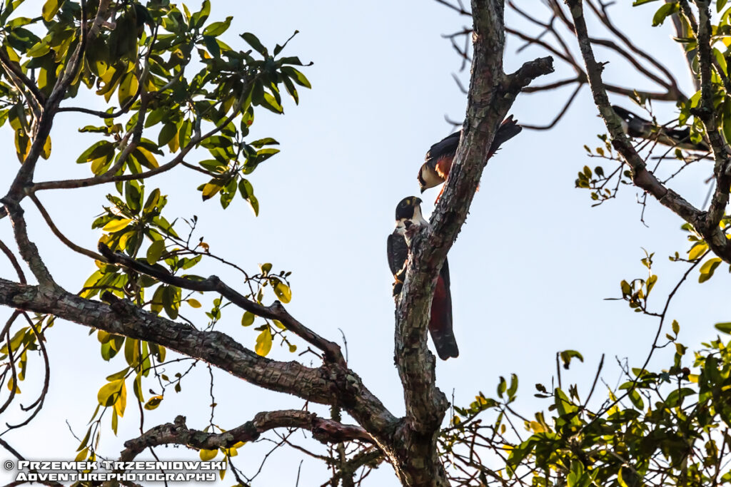 ptak sokół białogardły drapieżnik jukatan riobec preybird bat falcon falco rufigularis