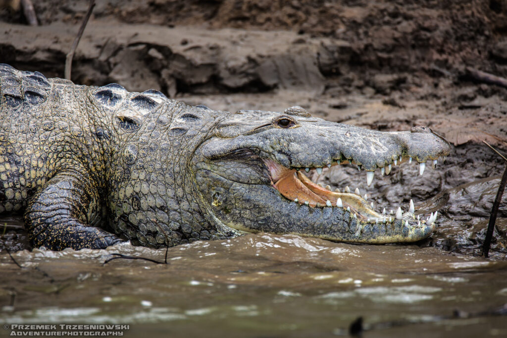 krokodyl usumacinta moreleta moreleti chiapas crocodylus mexico meksyk