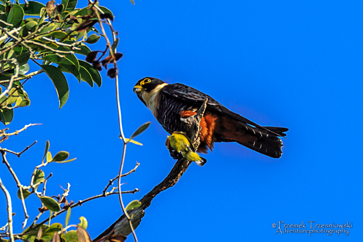sokół ptak drapieżny meksyk jukatan campeche falco rufigularis falcon bat preybird