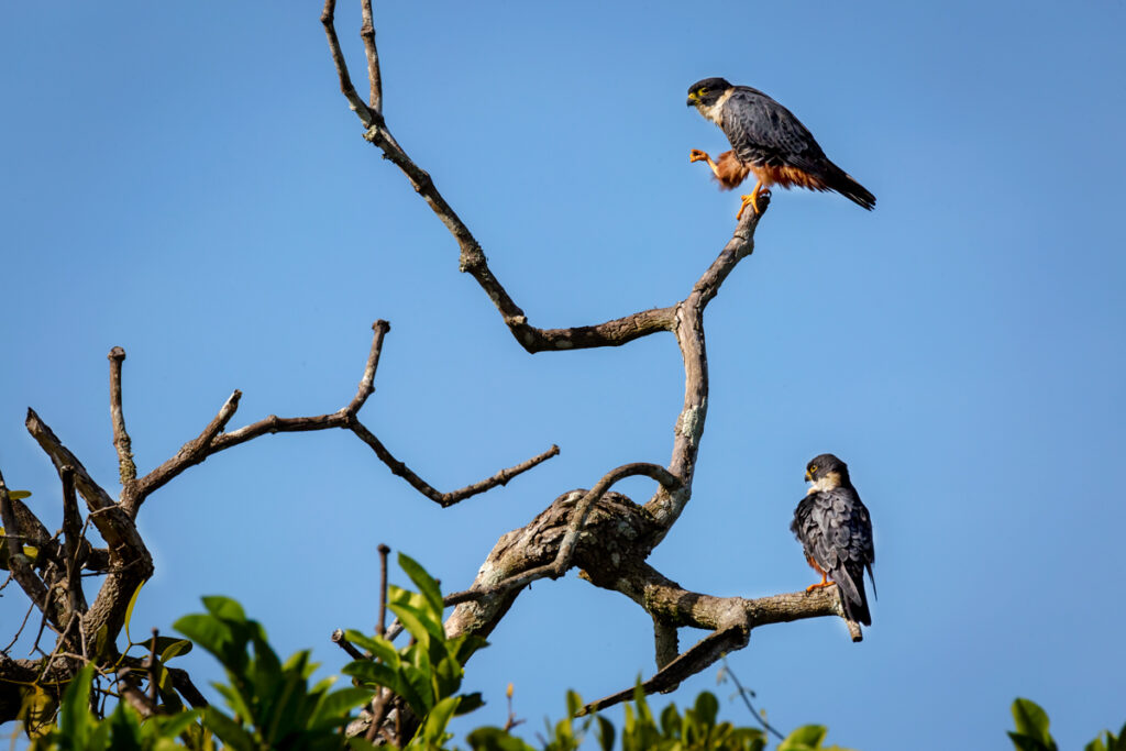 bat falcon bird mexico yucatan meksyk jukatan sokół białogardły falco rufigularis