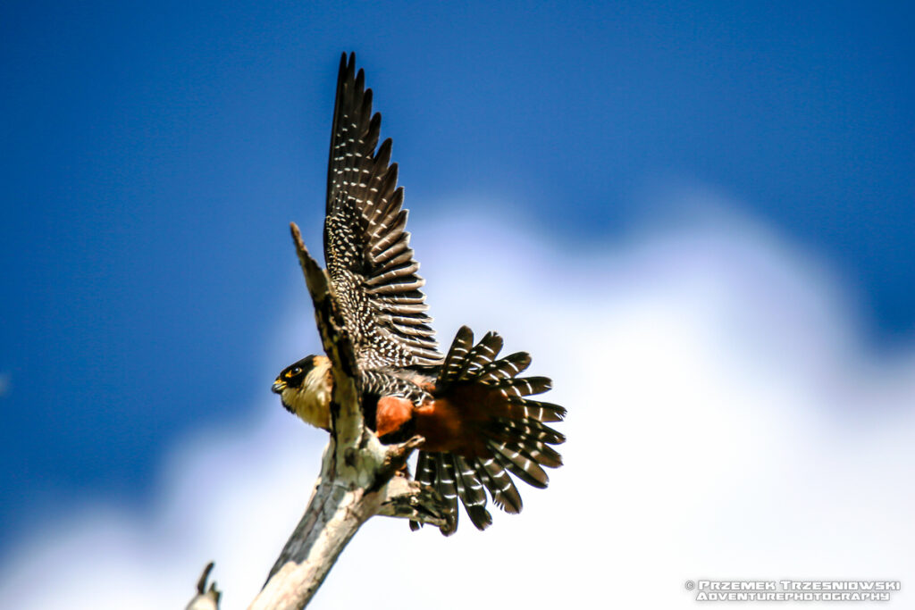 ptak sokół białogardły drapieżnik jukatan riobec preybird  bat falcon falco rufigularis