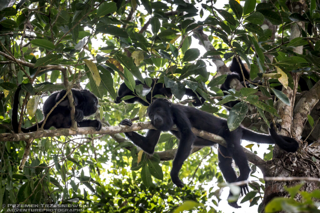 wyjec małpa howler, monkey jukatan, mezoameryka natura przyroda alouatta pigra