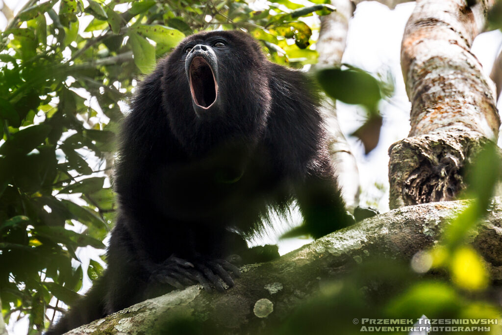 wyjec małpa howler, monkey jukatan, mezoameryka natura przyroda alouatta pigra