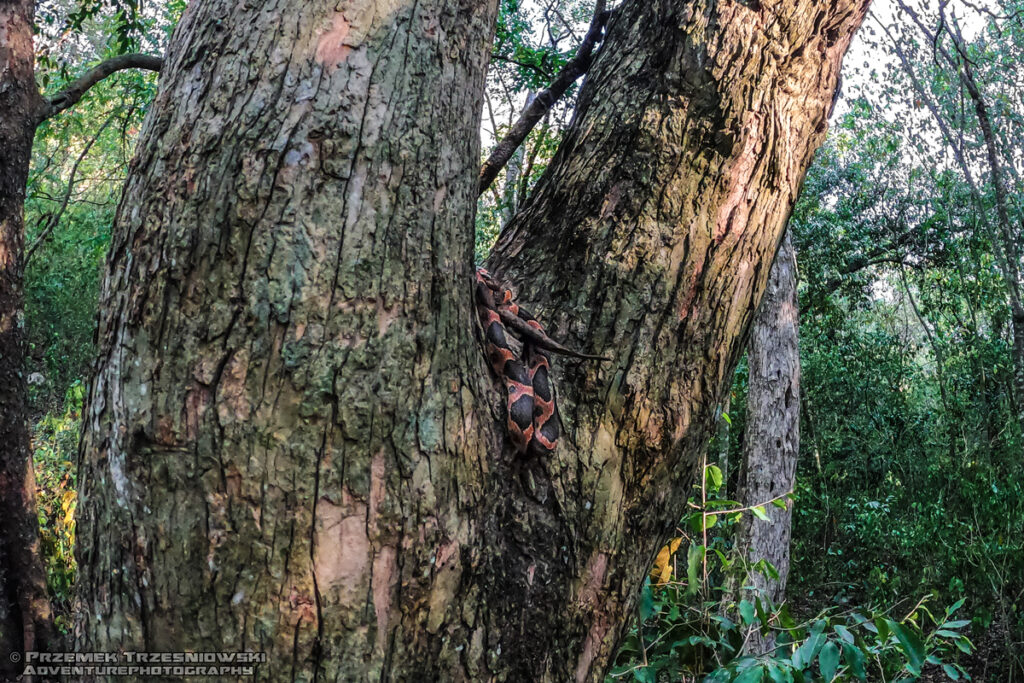 rain forest cat-eyed snake Leptodeira frenata waz selwa selva campeche meksyk mexico yucatan jukatan