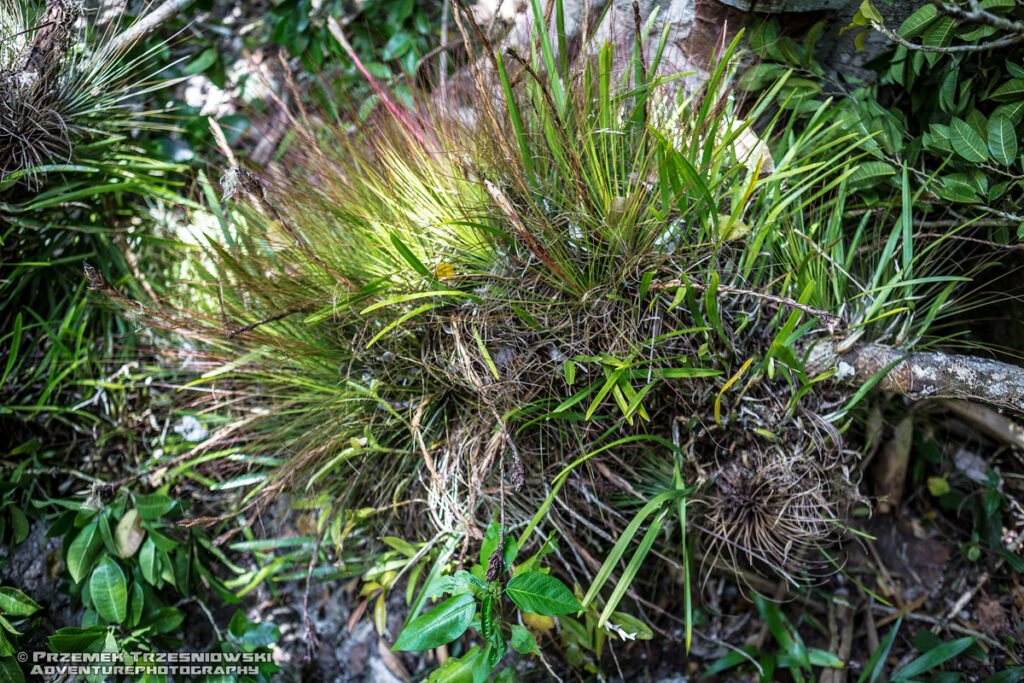 epifity epiphyte Meksyk Jukatan selva selwa jungle