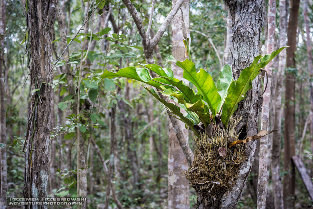 epifit epiphyte Meksyk Jukatan selva selwa jungle
