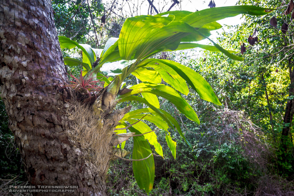 epifit epiphyte Meksyk Jukatan selva selwa jungle Catasetum integerrimum