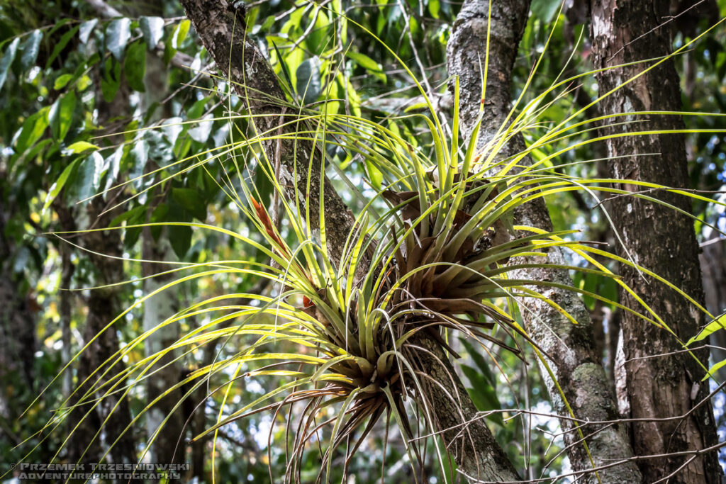epifit epiphyte Peten Gwatemala Jukatan selva selwa jungle Tillandsia fasciculata