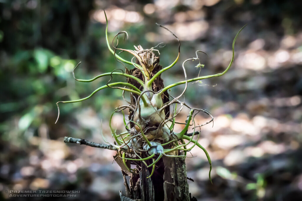 epifit epiphyte Gwatemala Peten Jukatan selva selwa jungle Tillandsia bulbosa