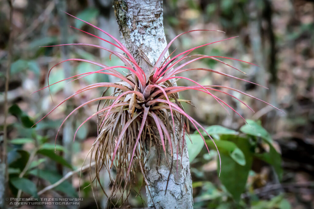 epifit epiphyte Gwatemala Peten Jukatan selva selwa jungle Tillandsia brachycaulos