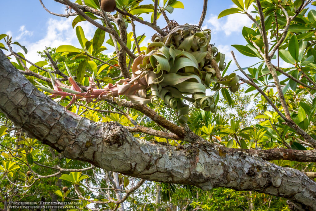 epifit epiphyte Meksyk Jukatan selva selwa jungle Tillandsia streptophylla