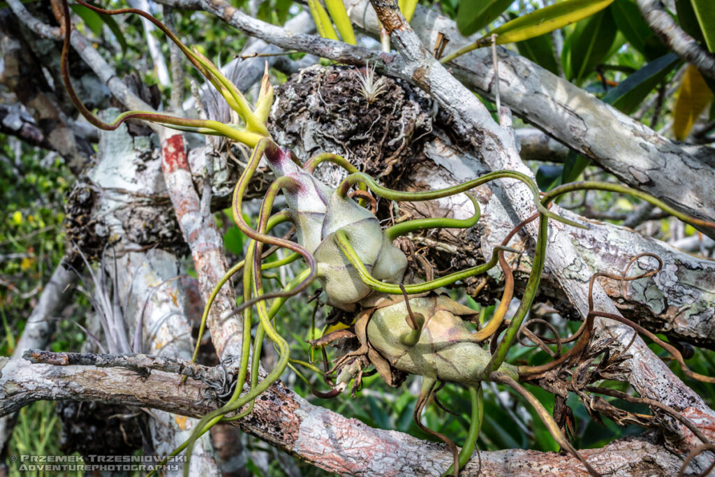 epifit epiphyte Meksyk Jukatan selva selwa jungle Tillandsia bulbosa