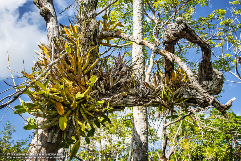 epifit epiphyte Meksyk Jukatan selva selwa jungle Myrmecophila cristinae