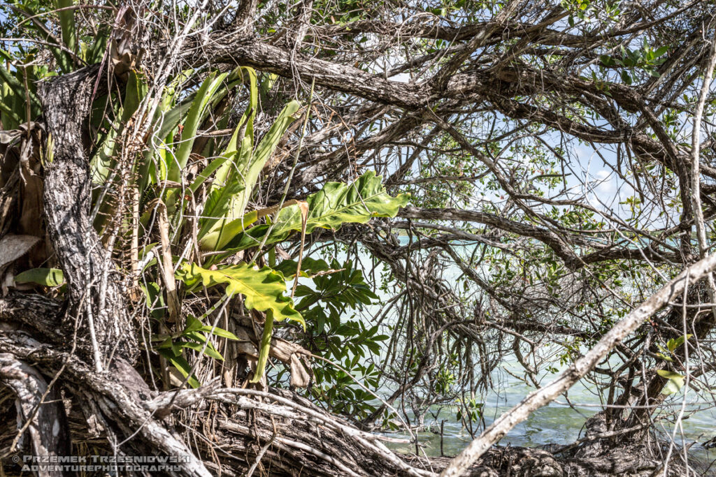 epifit epiphyte Meksyk Jukatan selva selwa jungle Anthurium schlechtendalii