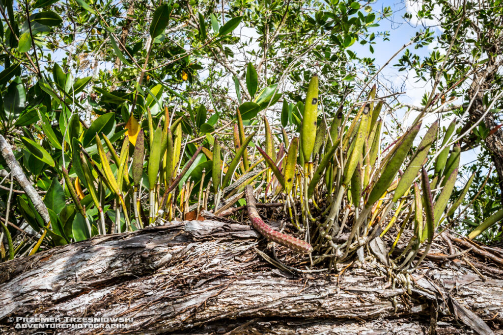 epifit epiphyte Meksyk Jukatan selva selwa jungle Brassavola grandiflora