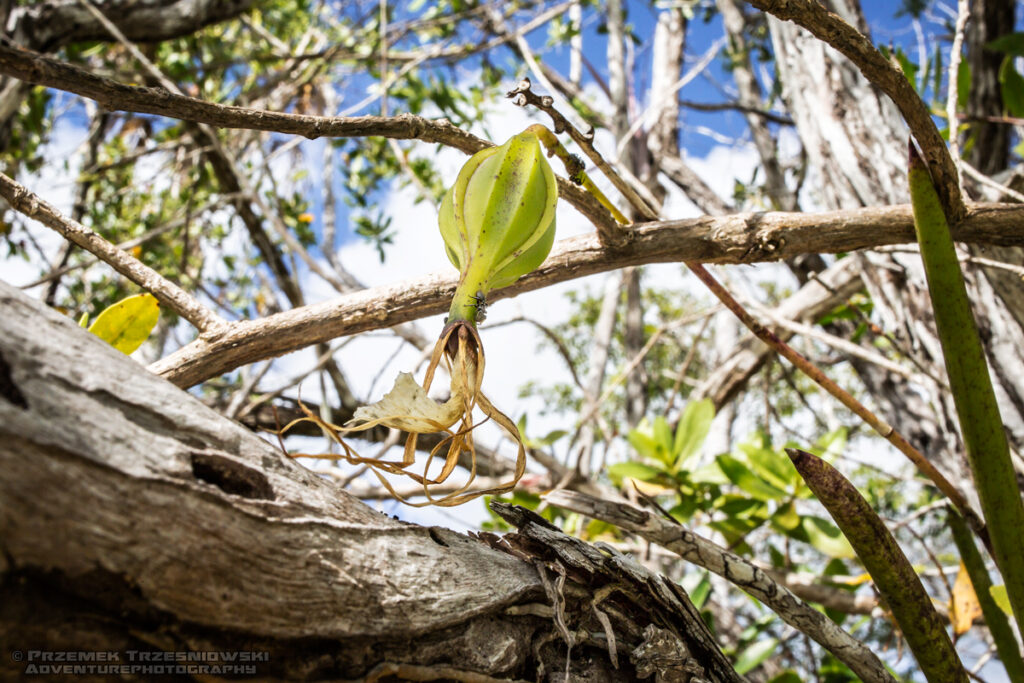 epifit epiphyte Meksyk Jukatan selva selwa jungle Brassavola grandiflora