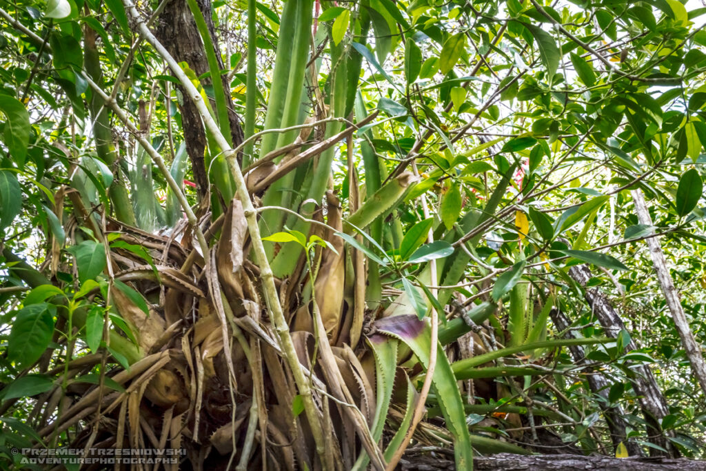 epifit epiphyte Meksyk Jukatan selva selwa jungle Aechmea bracteata