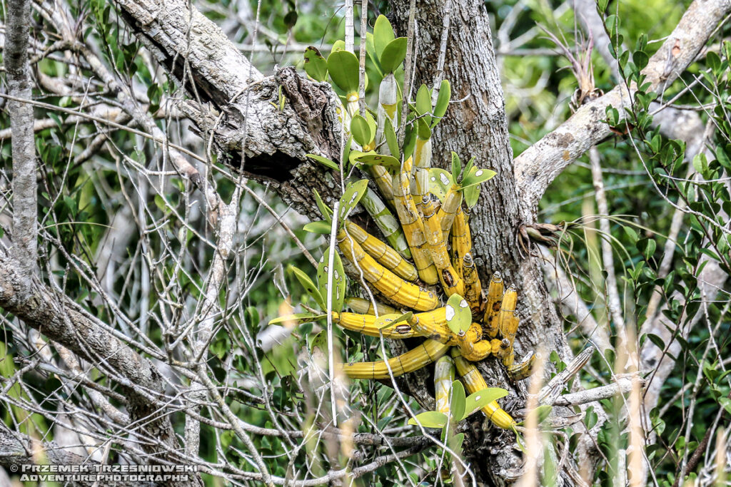 epifit epiphyte Meksyk Jukatan selva selwa jungle