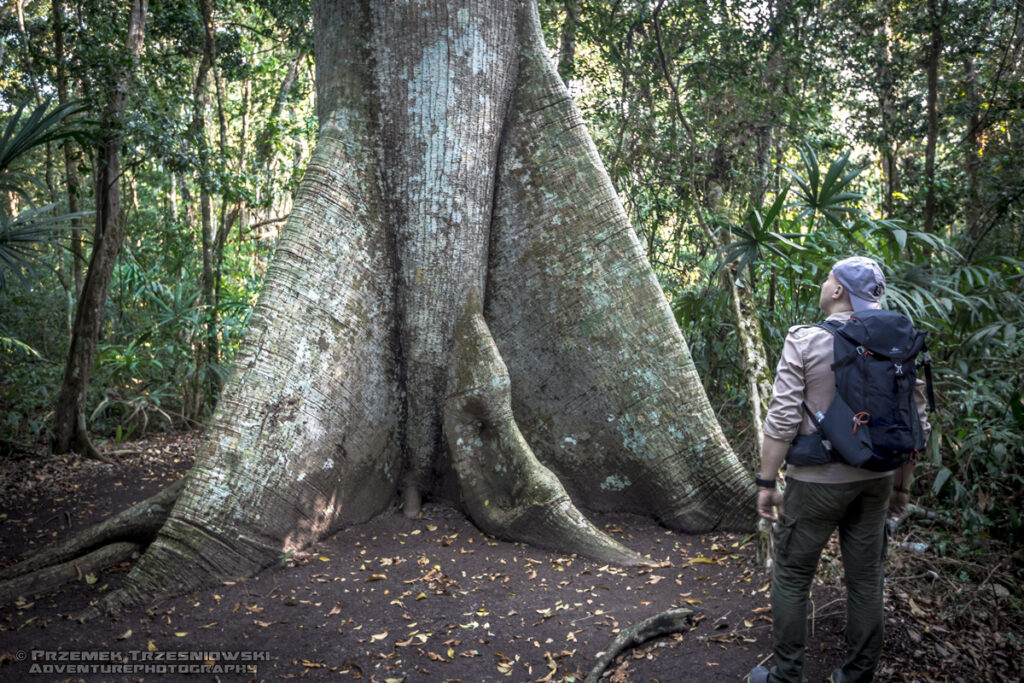 ceiba pentandra puchowiec drzewo kapokowe Peten Gwatemala Guatemala 