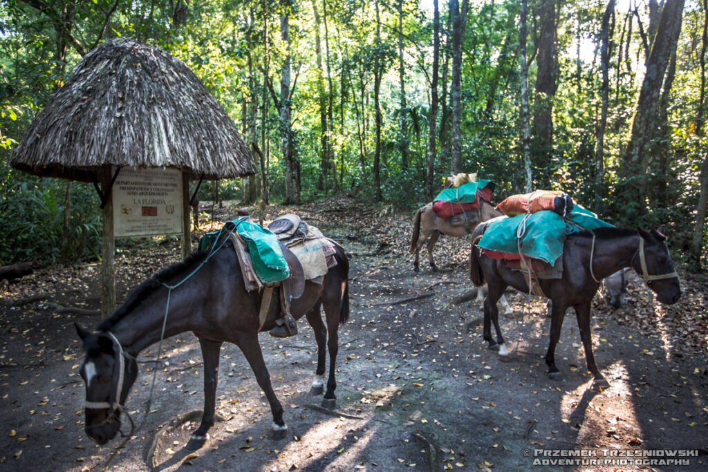 La Florida El Mirador Peten Gwatemala Guatemala mulas mules muły