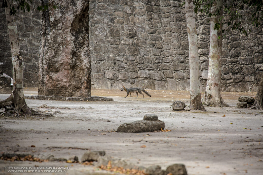 lis meksyk jukatan fox gray grey szary mexico chomak wirginski campeche ssak mammal yuacatan calakmul