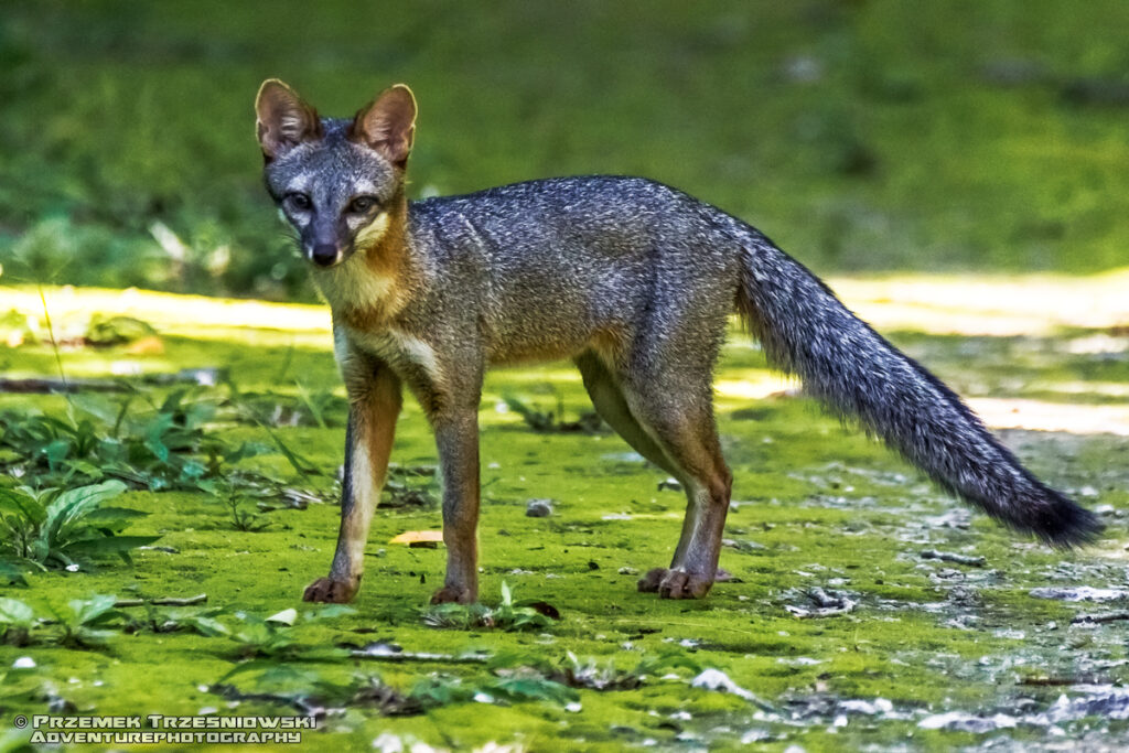 lis meksyk jukatan fox gray grey szary mexico chomak wirginski campeche ssak mammal yuacatan
