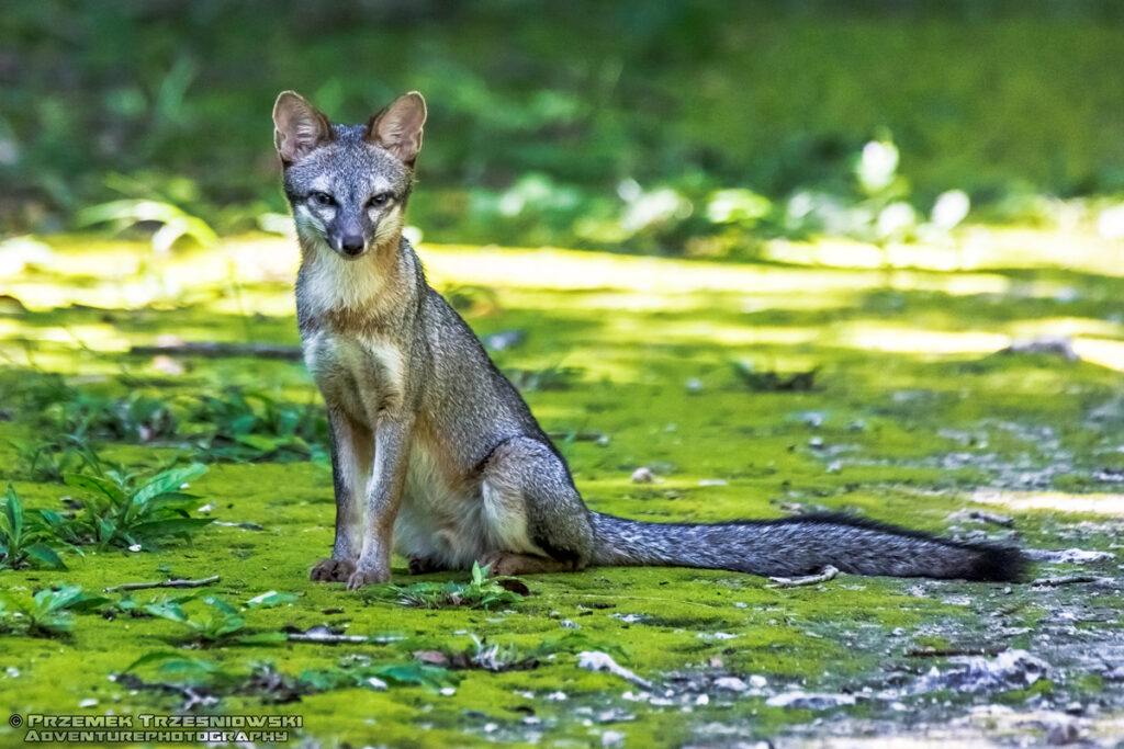 lis meksyk jukatan fox gray grey szary mexico chomak wirginski campeche ssak mammal yuacatan