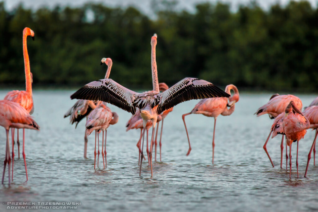 flaming flamingi meksyk jukatan ria lagartos ptak ptaki flamingo yucatan mexico