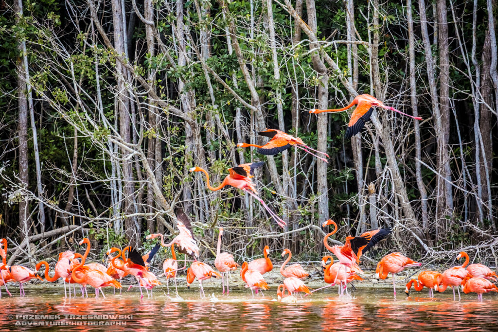 flaming flamingi meksyk jukatan ria celestun ptak ptaki flamingo yucatan mexico